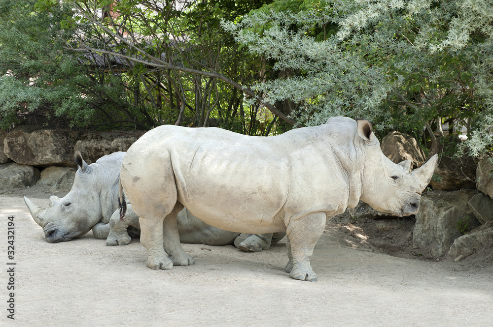 Fototapeta premium Rhinocéros blanc