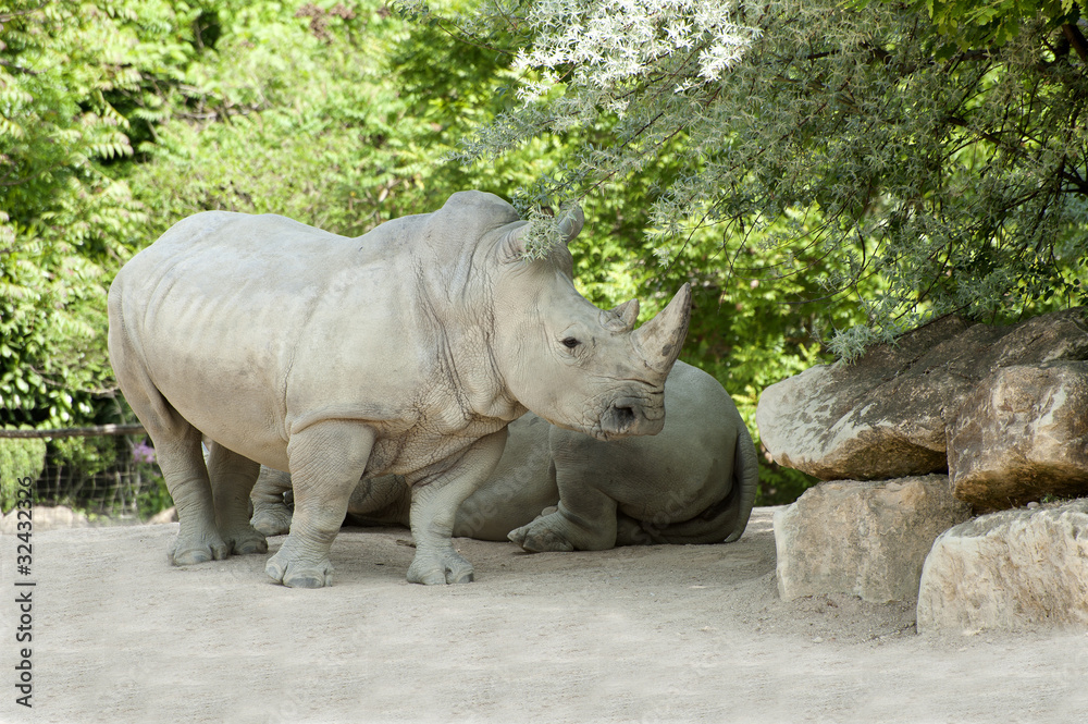 Rhinocéros blanc