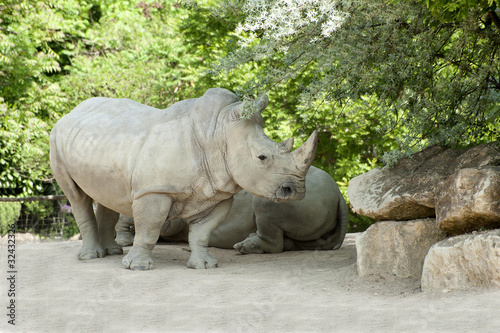 Rhinocéros blanc