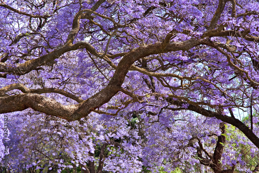 Fototapeta premium jacaranda trees