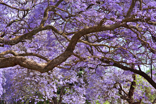 jacaranda trees
