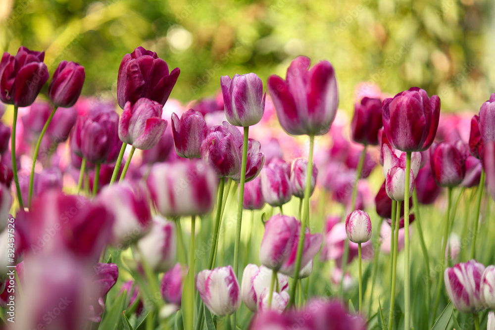 colorful tulip flower colorful tulip flower