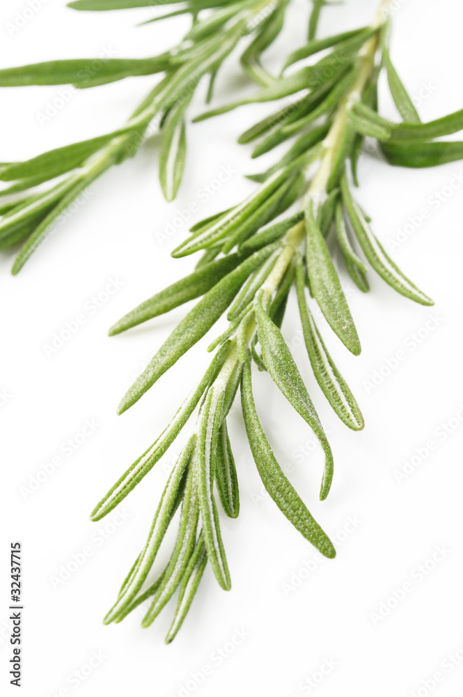 fresh rosemary on white background