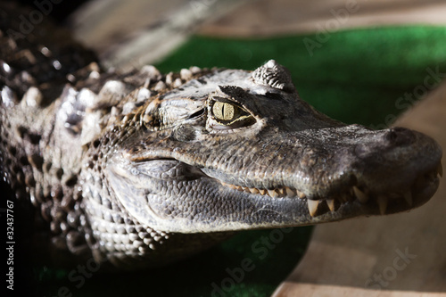 Crocodile © ia_64