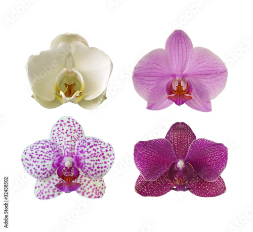 Fototapeta Naklejka Na Ścianę i Meble -  Collection of orchids
