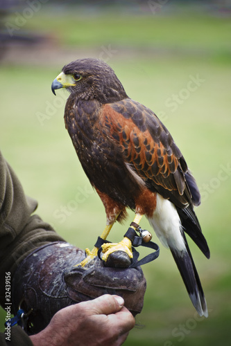 Φωτογραφία Harris hawk bird of prey during falconry display