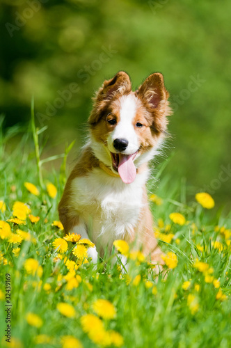 border collie puppy in flowers