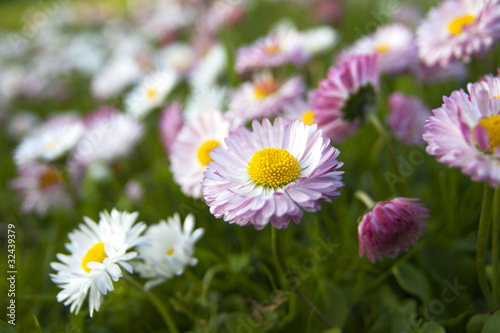 meadow of daisies