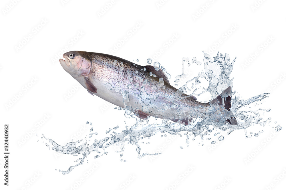 Obraz premium Fische 124