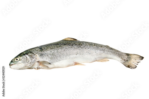 Fresh raw trout on white