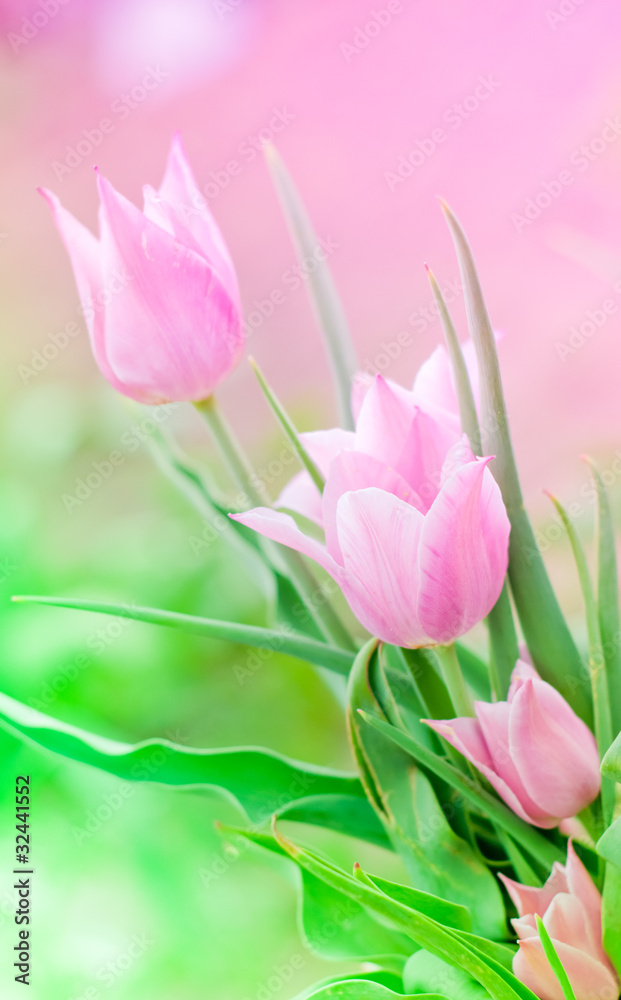Pink tulips in a bunch