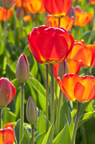 Tulip with a slight moisture drop