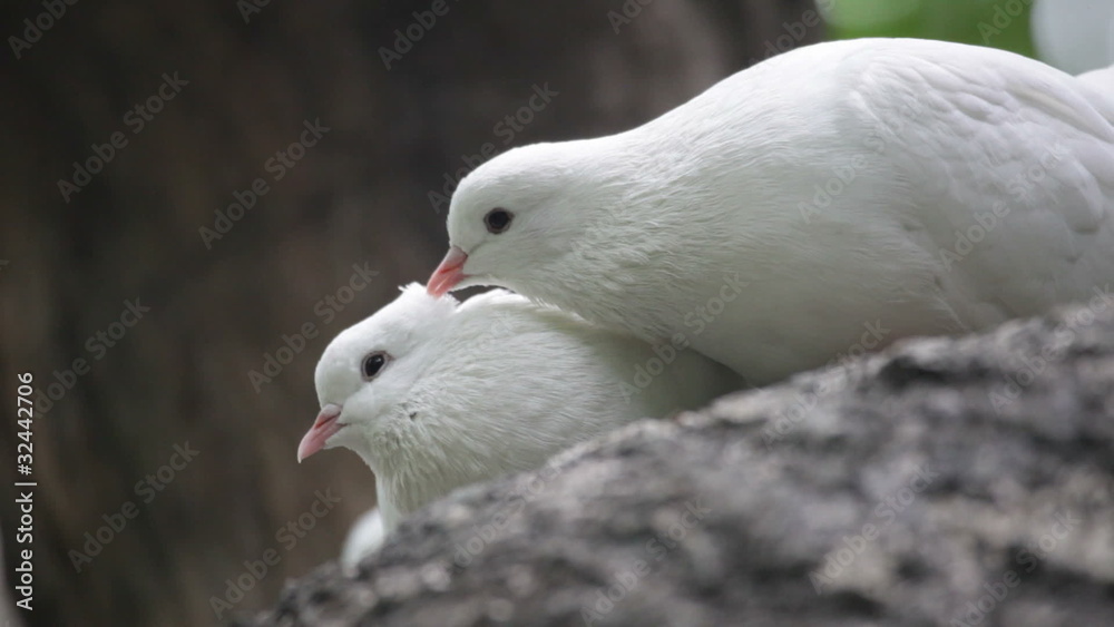 Love and pigeons Love and pigeons