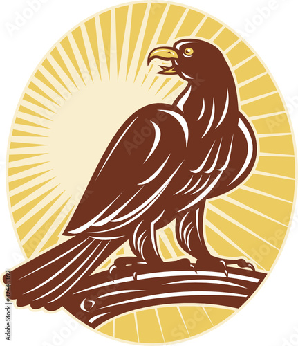 Eagle perching on branch sunburst
