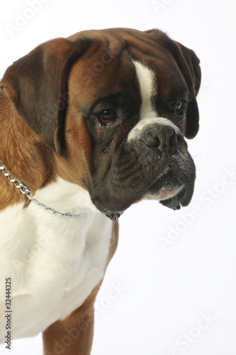 Fototapeta Naklejka Na Ścianę i Meble -  faciés du boxer