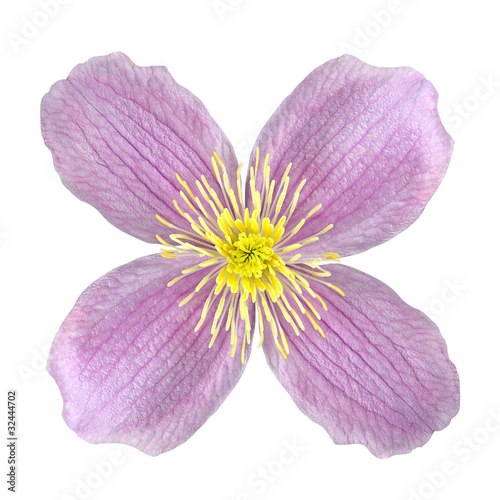 Clematis Pink Flower Isolated on White