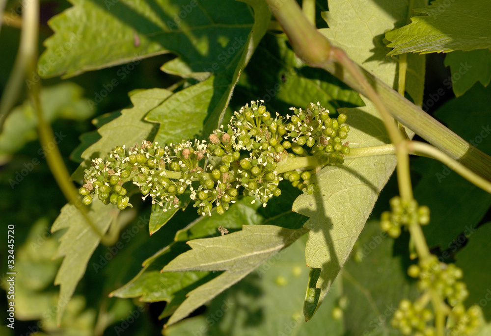 fleurs de vigne Stock Photo Adobe Stock