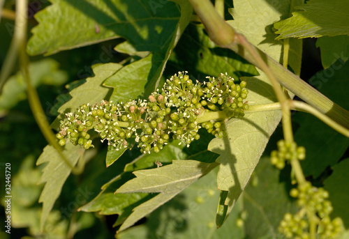 fleurs de vigne photo