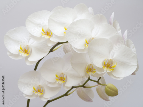 White Orchid © Creatus