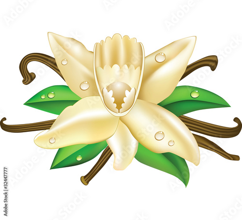 Vector illustration vanilla flowers