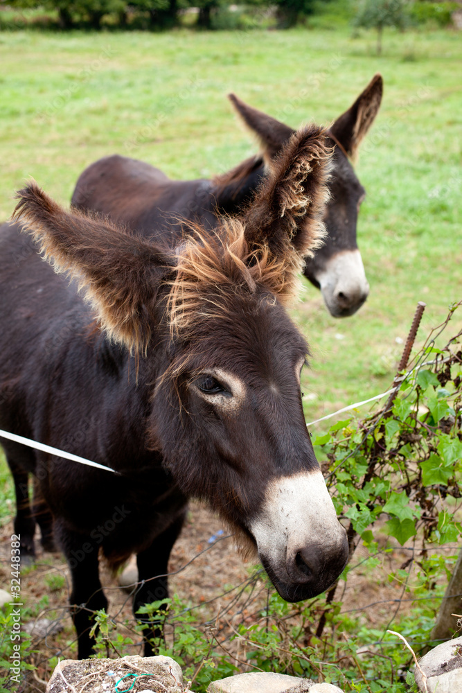 Fototapeta premium Donkeys grazing