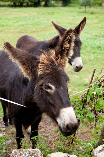 Donkeys grazing © bepsphoto
