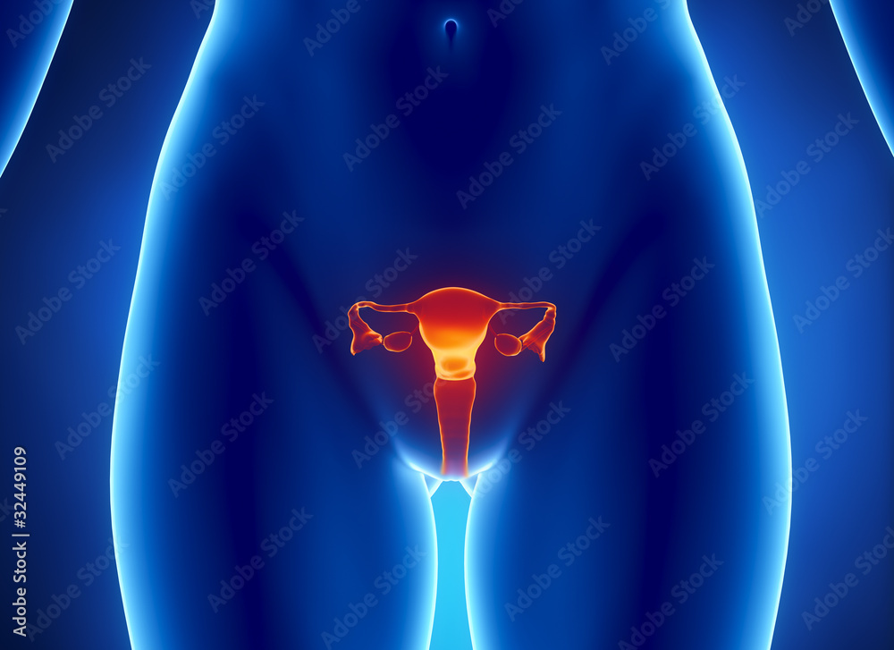 Female REPRODUCTIVE System X Ray View Stock Illustration Adobe Stock