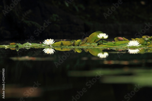 睡蓮 (小石川後楽園)