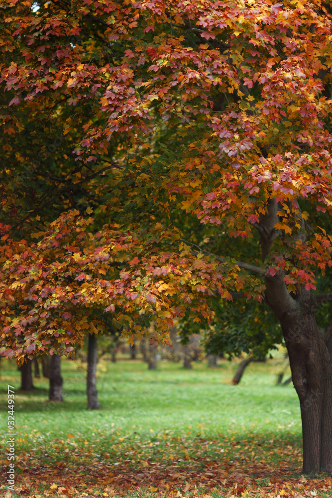 Fototapeta premium autumn trees