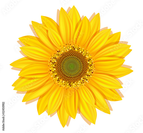 Vector sunflowers on a white background