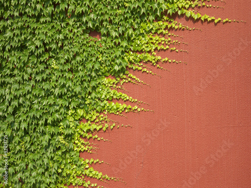Obraz w ramie Ivy on a red wall