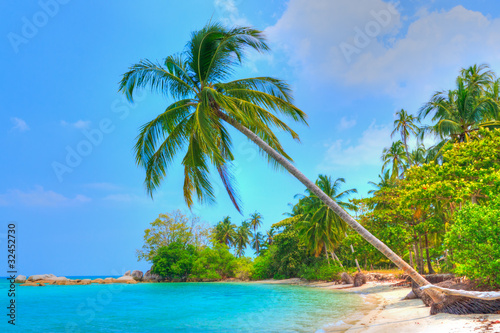 Palm Tree by the Beach