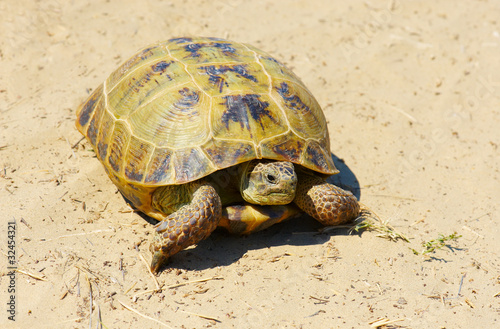 Turtle on sand © ralko