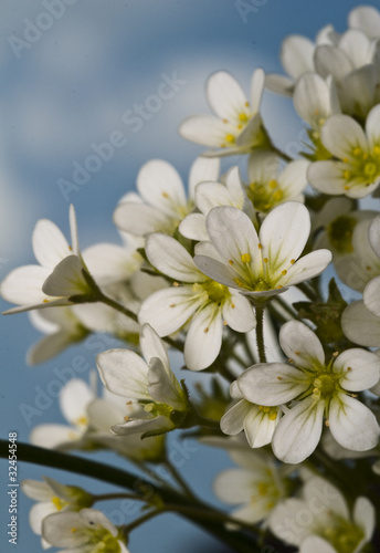 Białe drobne kwiaty © Justyna Kaminska