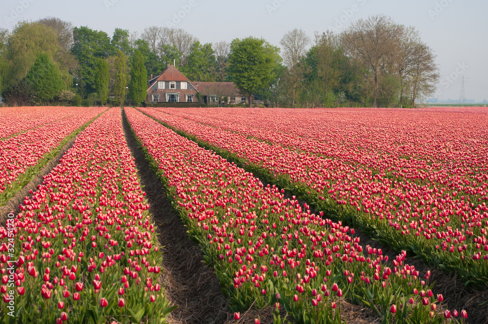 field with tulips