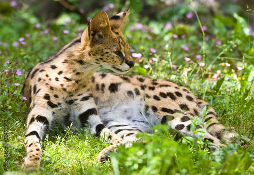 Serval, The African cat © Travel Stock