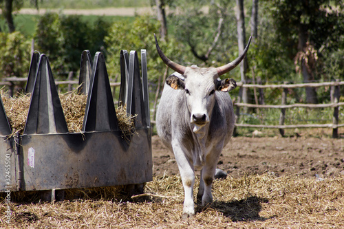 Mucca dalle corne lunghe con mangiatoia piena di fieno
