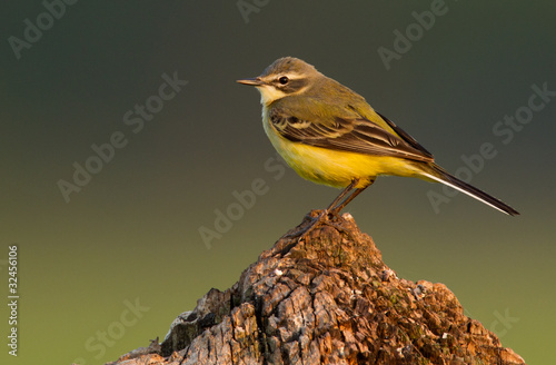 Blue-headed Wagtail on a pole
