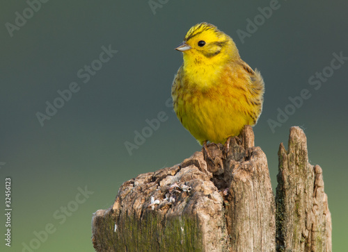 Yellowhammer on a pole