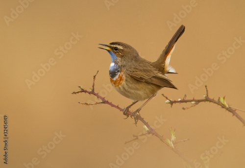 Bluethroat on a bream