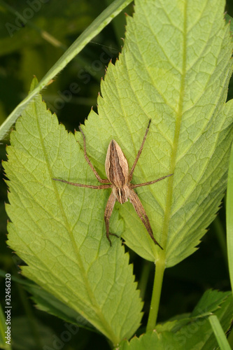 Listspinne (Pisaura mirabilis)