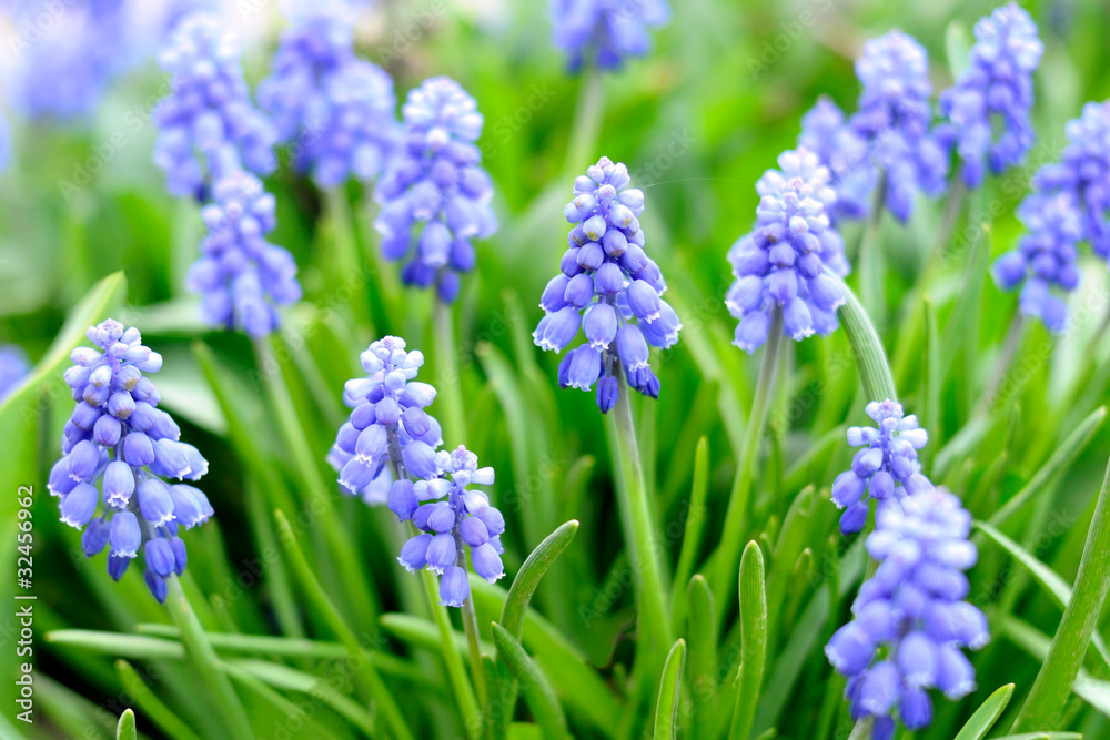 Muscari or grape hyacinths Muscari or grape hyacinths