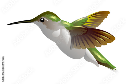 humming bird