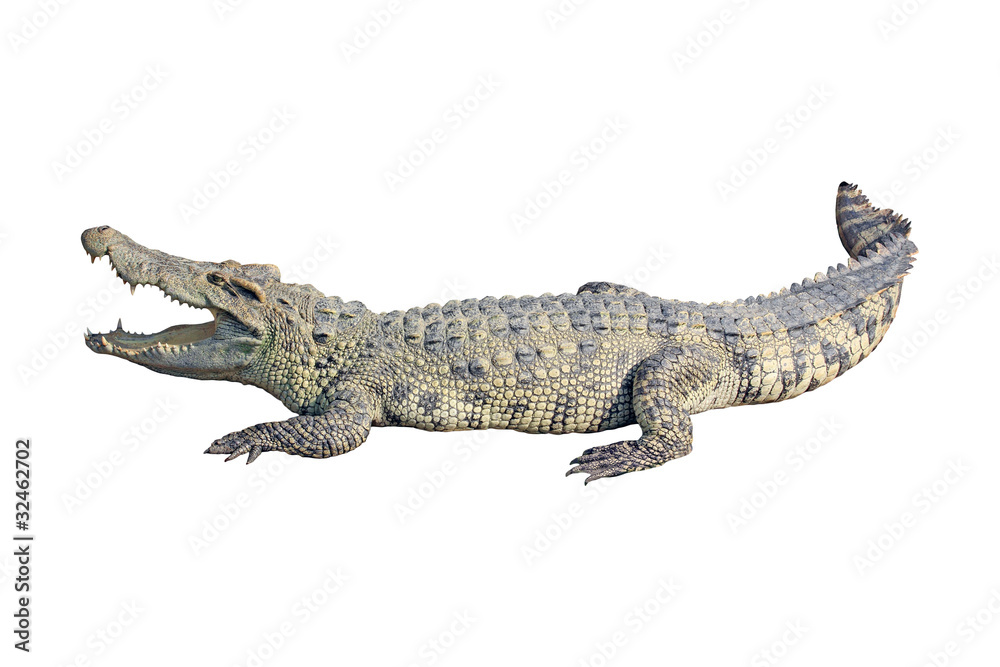 Naklejka premium crocodile on white background