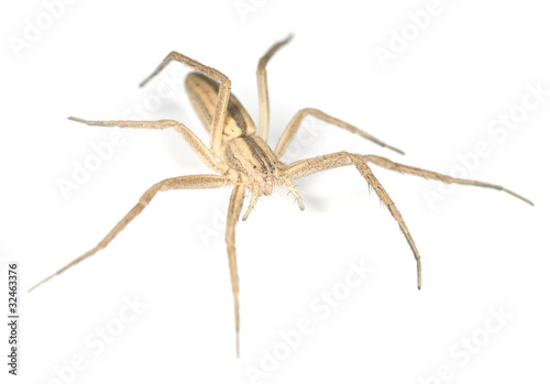 Running crab spider isolated on white background