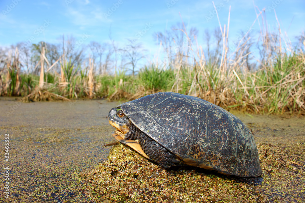Fototapeta premium Blandings Turtle (Emydoidea blandingii)