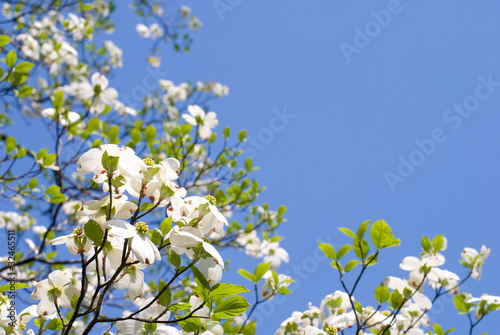 白いハナミズキの花と青空