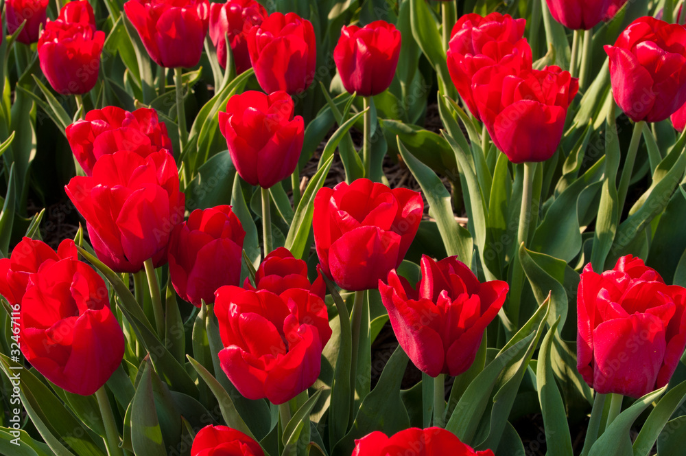 red tulips red tulips