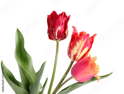 Tulips on a white background