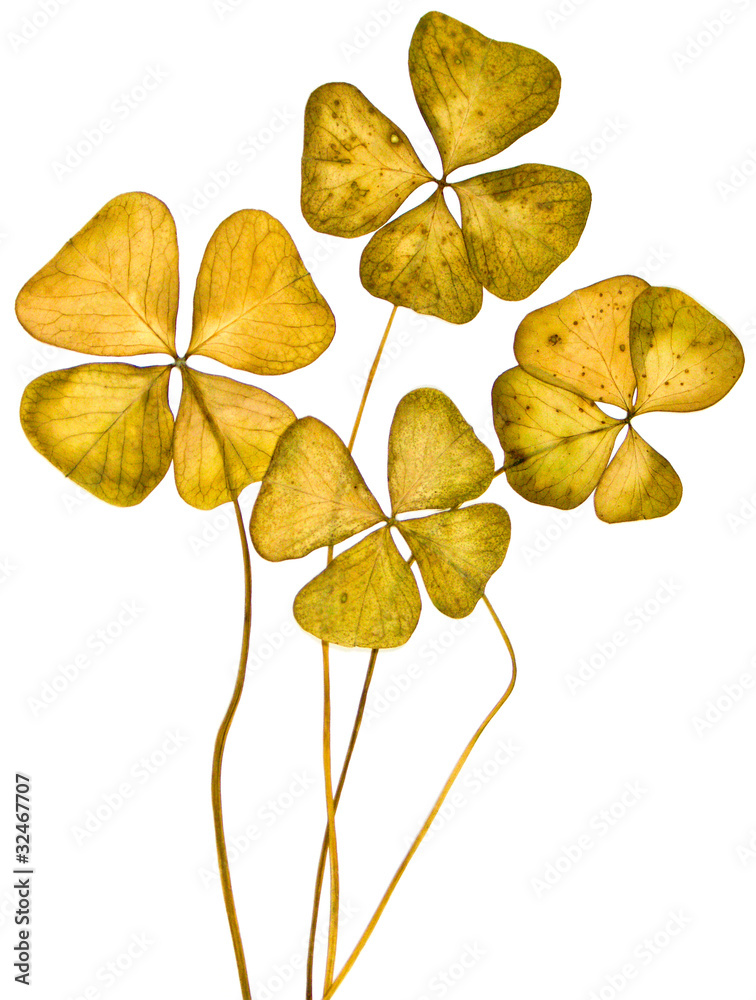 feuilles sèches de trèfle feuilles sèches de trèfle